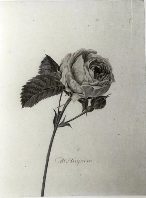 Rosa